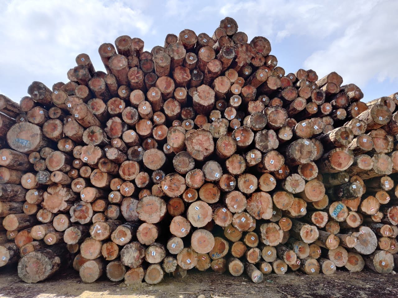 Raw timber logs for wooden pallet production